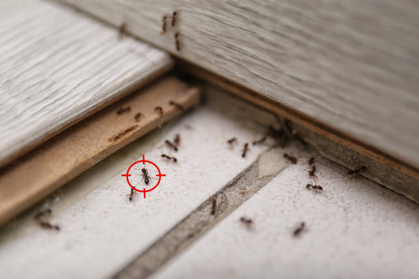 Best Wildlife Control Services  in Grant, AL