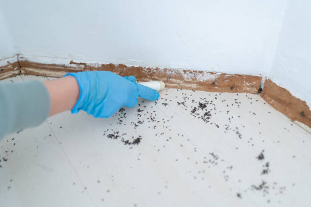 Reliable Grant, AL Pest Control Solutions